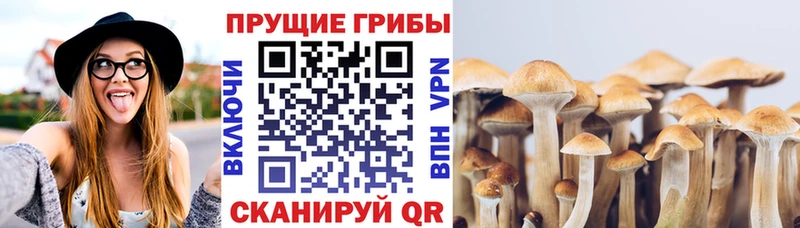 купить   Щёлкино  Псилоцибиновые грибы прущие грибы 